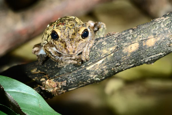 Rana colorida en terrario — Foto de Stock