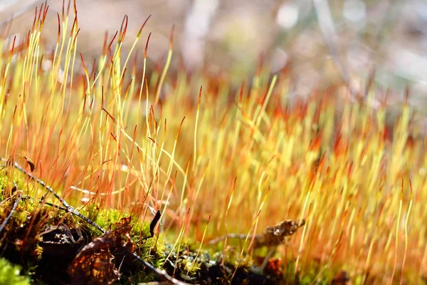 Close-up of a colorful moss with spores — Stock Photo, Image