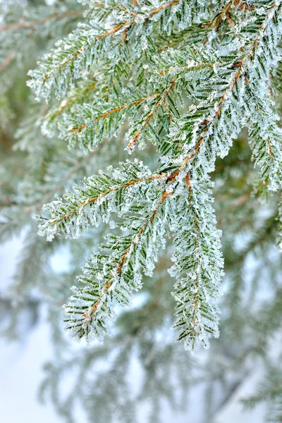 Kiefer in Nahaufnahme mit Frost bedeckt — Stockfoto