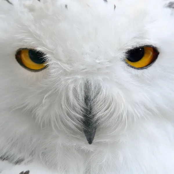 White polar owl close-up — Stock Photo, Image