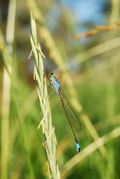 Turquoise color dragonfly — Stock Photo, Image