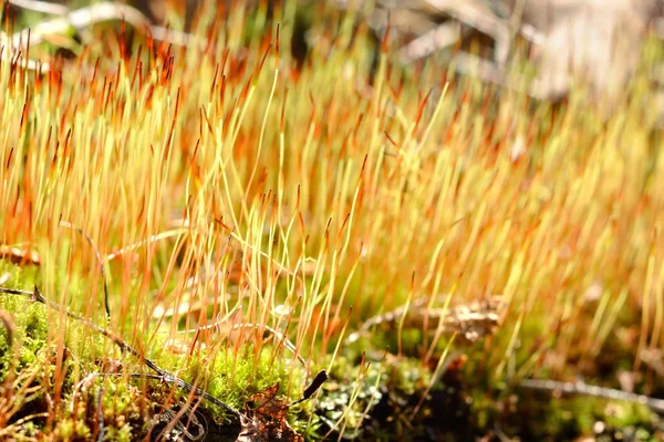 Närbild av en färgglad moss med sporer — Stockfoto