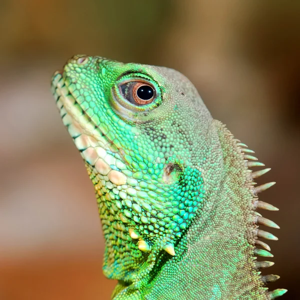 Barevné zelené ještěrka close-up — Stock fotografie