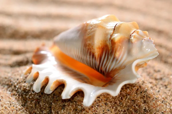 Conchiglia sulla spiaggia di sabbia — Foto Stock