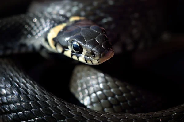 Cobra de grama close-up — Fotografia de Stock