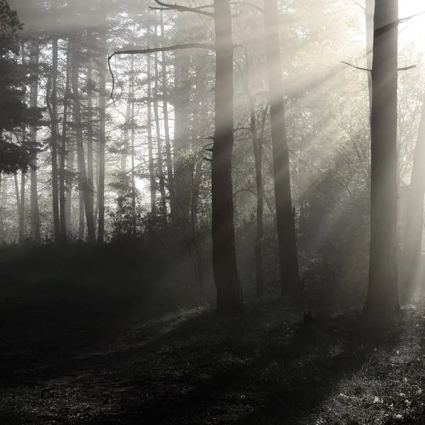 숲 속의 안개 — 스톡 사진