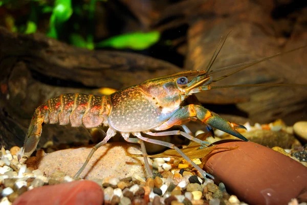 Young blue crayfish — Stock Photo, Image