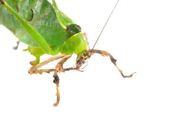 Zielony olbrzym katydid ancylecha fenestrate na białym tle — Zdjęcie stockowe