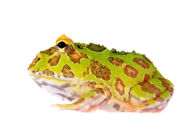 华丽角的蛙 ceratophrys 纹姬蛙上白色隔离 — 图库照片