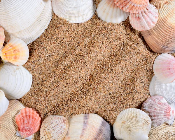 Морские раковины на песчаном пляже обрамляют изображение — стоковое фото