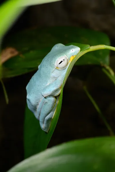 多彩蓝色青蛙在陆地培养 — 图库照片