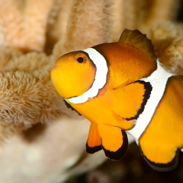 Pesce pagliaccio in acquario marino — Foto Stock