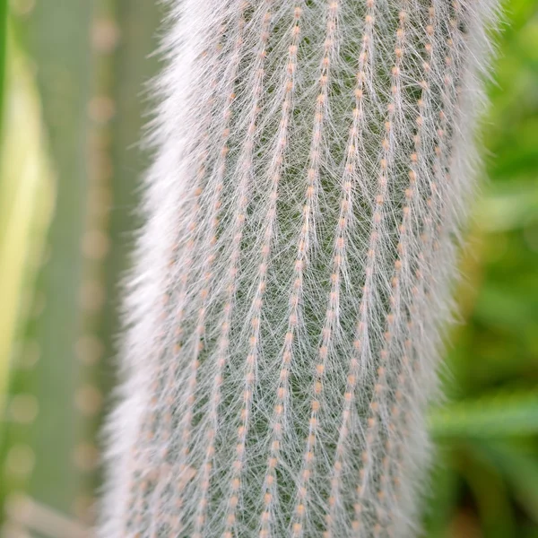 Közeli kép: kaktusz — Stock Fotó