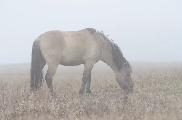Pferdefütterung im Nebel — Stockfoto