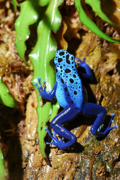 Colorful blue frog sitting in terrarium — Stock Photo, Image