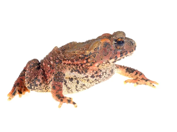 Sapo-de-cabeça-pedregosa Ingerophrynus galeatus isolado sobre branco — Fotografia de Stock