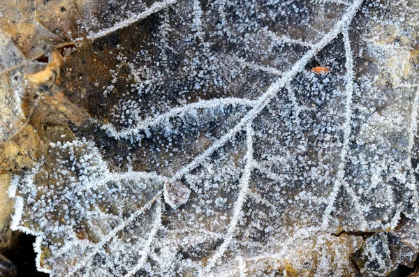 Hoar-gelo sulle foglie — Foto Stock