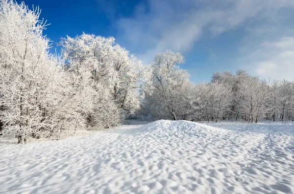 Gelée blanche sur les arbres en hiver — Photo