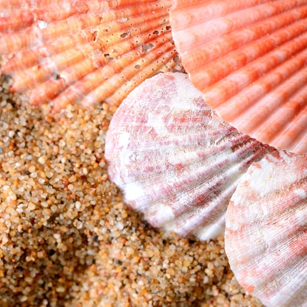 Conchas do mar na praia arenosa — Fotografia de Stock