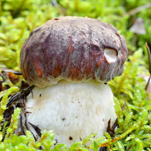 Cogumelo na floresta — Fotografia de Stock