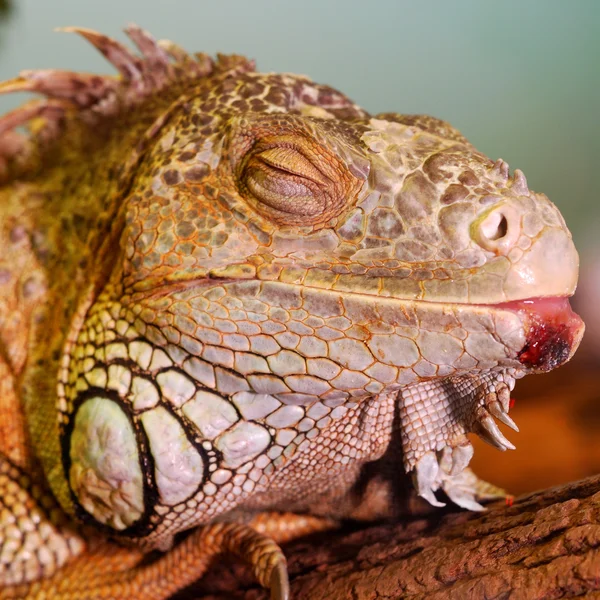 Iguana resting — Stock Photo, Image