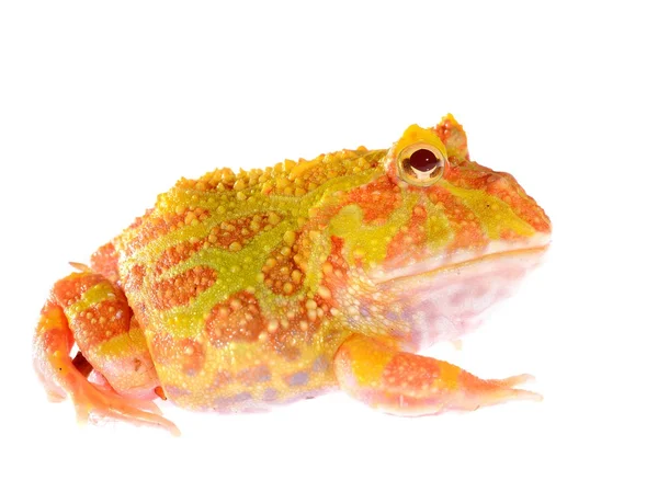 Sierlijke hoornkikker (witte vorm) Ceratophrys ornata geïsoleerd op wit — Stockfoto