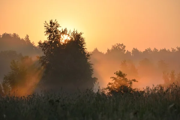 Soleil et brouillard matinal au-dessus du champ en zone rurale — Photo