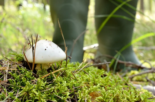 Pilz und Männerstiefel im Hintergrund im Wald — Stockfoto