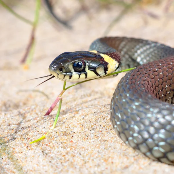 Grass snake close-up — Stock Photo, Image