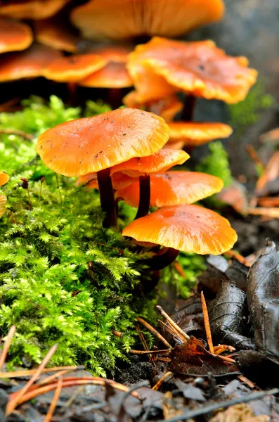 Setas en un tocón de árbol en el bosque — Foto de Stock