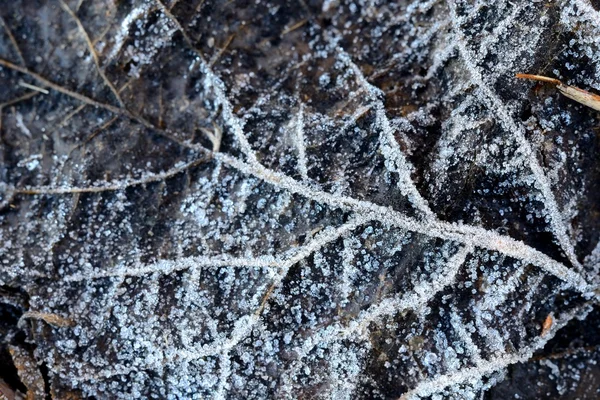 Hoar-gelo sulle foglie — Foto Stock
