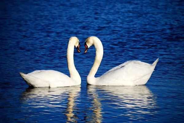 Un couple de cygnes mijotant signe cardiaque — Photo