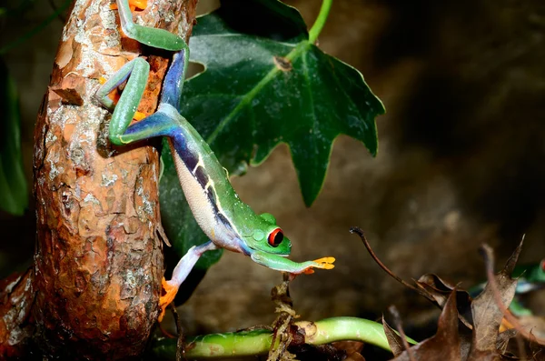 Broasca arborelui roșu Agalychnis callidryas în terariu — Fotografie, imagine de stoc