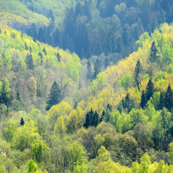 Powierzchniową widok na dolinę rzeki gauja wiosną w sigulda, Łotwa — Zdjęcie stockowe