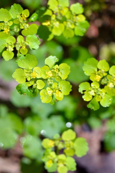 Forest plants close-up — Stock Photo, Image