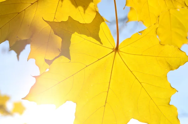 Autumn leaves close-up — Stock Photo, Image