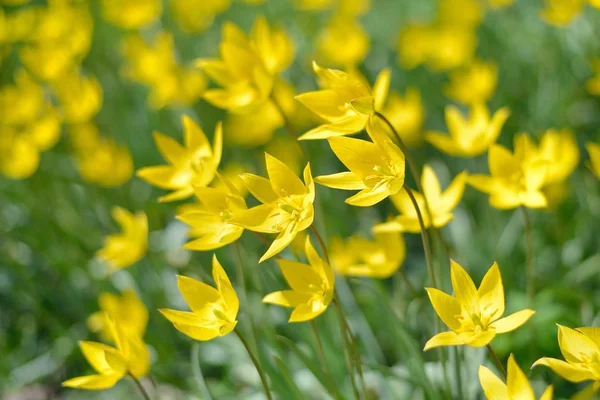 Tulpen in het voorjaar van — Stockfoto