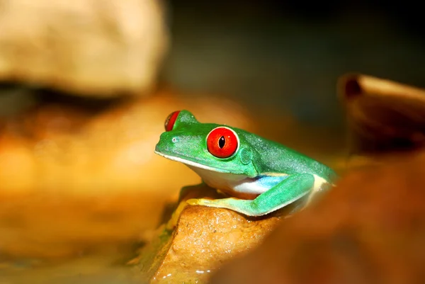 Red-eye frog in natural environment — Stock Photo, Image