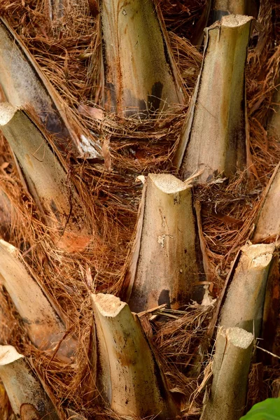 Palm stam närbild — Stockfoto