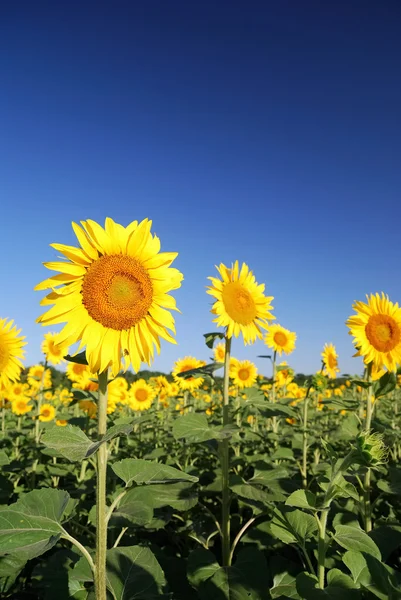 Solrosor på fältet på sommaren — Stockfoto