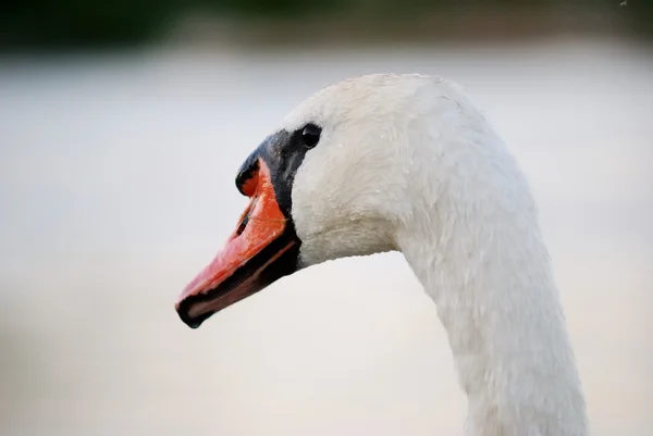 While swan — Stock Photo, Image