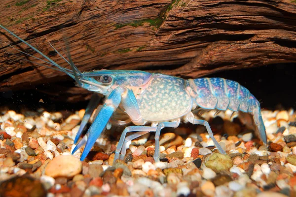 Colorful Australian blue crayfish - cherax quadricarinatus in aquarium — Stock Photo, Image