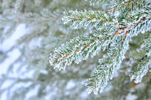 Pine tree covered with frost close-up — Stock Photo, Image