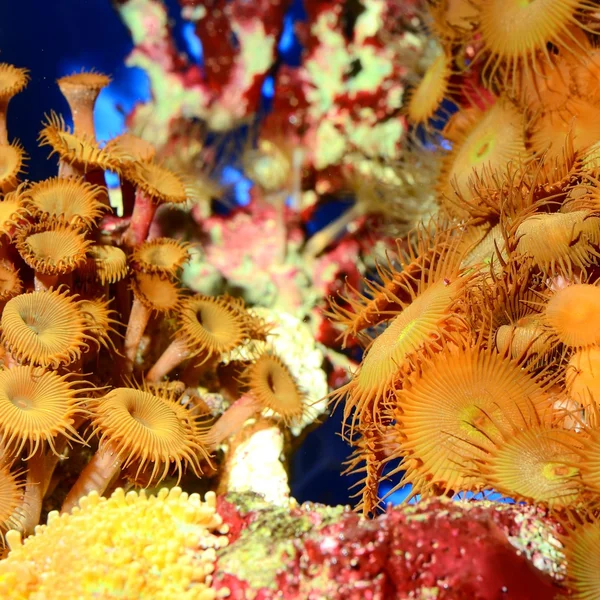 Морские анемоны в аквариуме — стоковое фото