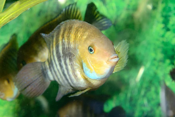 Cichlasoma sajica fish in aquarium — Stock Photo, Image