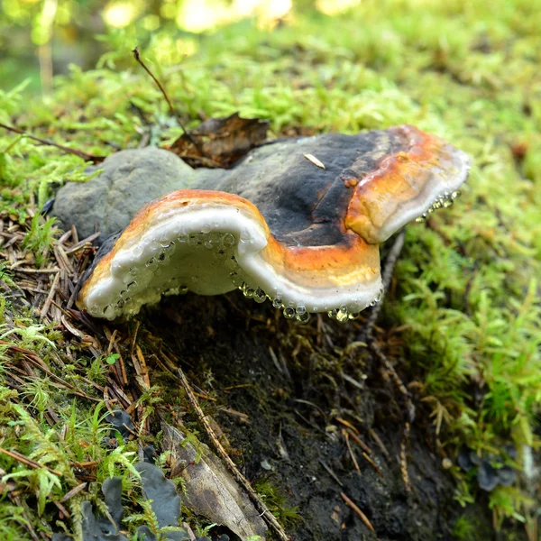 Mushroom in forest — Stock Photo, Image