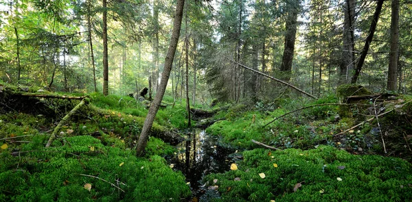 Ciemna scena lasu sosnowego — Zdjęcie stockowe