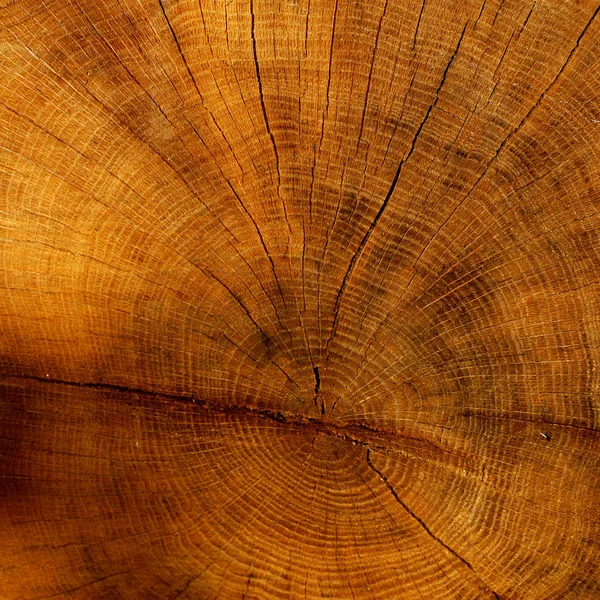 Cutted tree texture — Stock Photo, Image