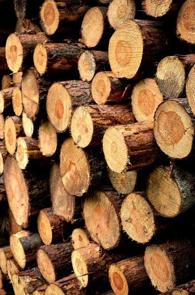 Árbol cortado tocones textura — Foto de Stock