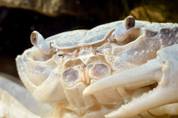 River crab Potamon sp. in natural environment — Stock Photo, Image